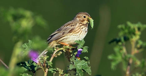 Disparition des oiseaux : une étude scientifique démontre l'effet prépondérant de l'agriculture intensive | Phytosanitaires et pesticides | Scoop.it