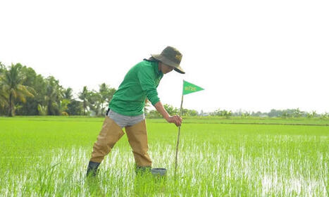 VIETNAM : Une startup s&eacute;duit les investisseurs avec une riziculture bas carbone&nbsp; | ASIES | Scoop.it