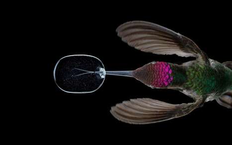 Le vol du colibri en vidéo | Les oiseaux au gré du vent | Scoop.it
