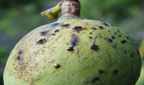 Bactériose des mangues au Mali : des chercheurs tentent de mettre au point un bio-bactéricide pour éliminer la maladie | EntomoScience | Scoop.it