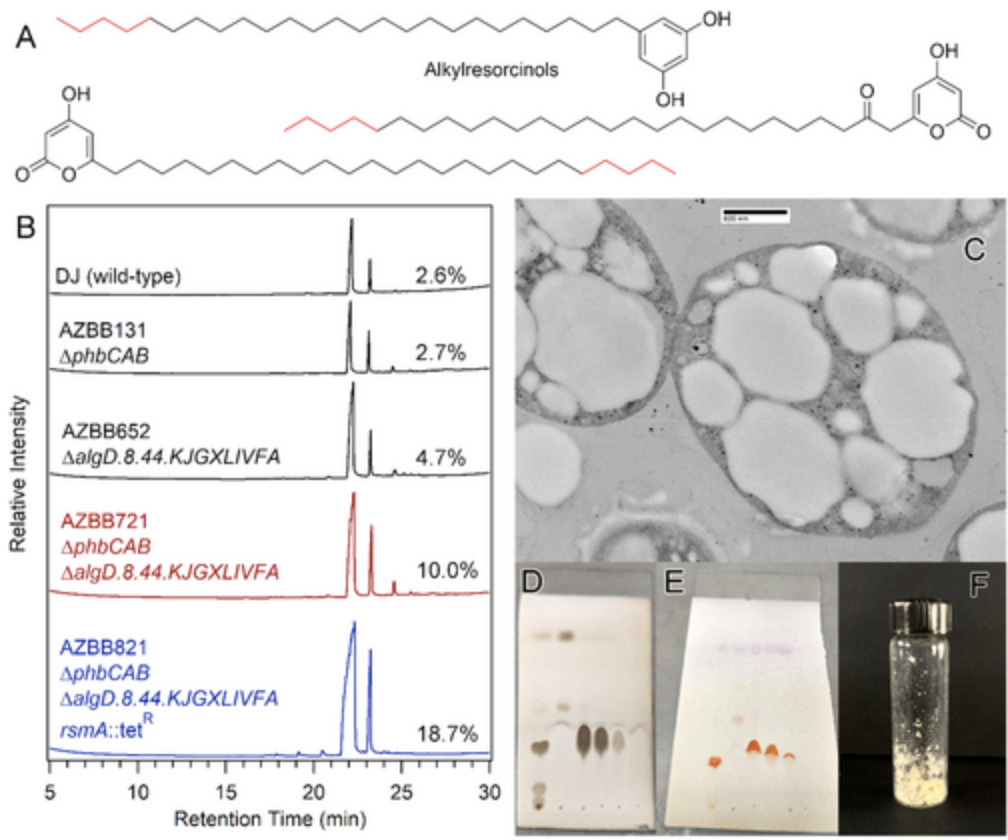 Azotobacter vinelandii as a Nitrogen-Negative C...