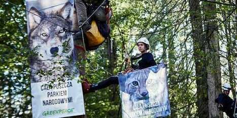 Forêt de Bialowieza : la Pologne menacée de lourdes sanctions | GREENEYES | Scoop.it