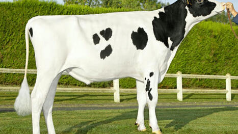 L'indexation d'avril 2024 de la race holstein proposent des changements | Actualités de l'élevage | Scoop.it