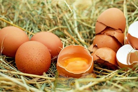5 minutes pour comprendre l'impact environnemental des œufs | Planète DDurable | Scoop.it