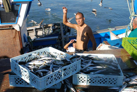PORTUGAL : Sardine fishing reopens&nbsp; | CIHEAM Press Review | Scoop.it