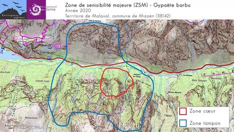 Gypaètes : l’œuf de 2020 dans les Ecrins | Biodiversité | Scoop.it