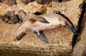 Funny and Fabulous Galapagos Sea Lions | Red Mangrove ... | Galapagos | Scoop.it