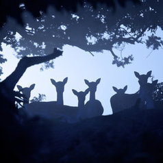 aliens... by Mark Bridger | My Photo | Scoop.it