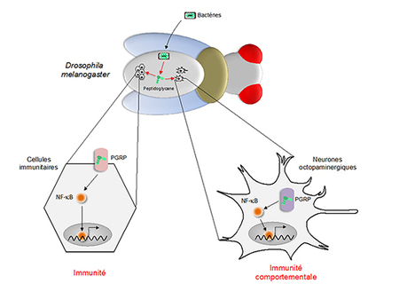 Un cas d'immunité comportementale chez la drosophile | EntomoNews | Scoop.it