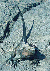 Marine Iguanas, Amblyrhynchus cristatus | Galapagos | Scoop.it