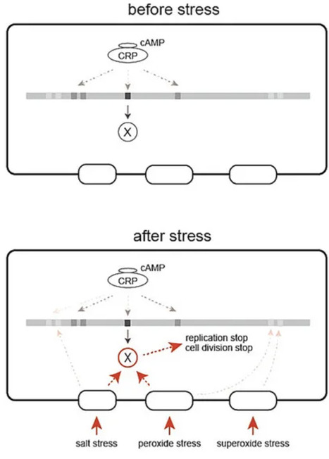 cAMP-CRP-activated E. coli causes growth arrest under stress conditions | frn | RMH | Scoop.it