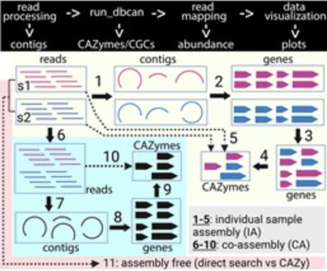 dbcan-nf: a Nextflow pipeline for accurate CAZyme annotation in metagenomes | bft | RMH | Scoop.it