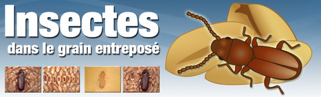 Clé d’identification des insectes ravageurs dans le grain entreposé | Insect Archive | Scoop.it