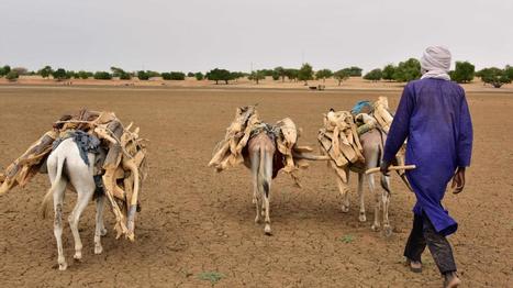 Il faut 350 milliards d'euros pour lutter contre le réchauffement climatique au Sahel | CIHEAM Press Review | Scoop.it