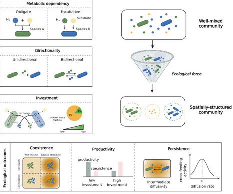When and why spatial structure favors metabolic cross-feeding | brveco | RMH | Scoop.it