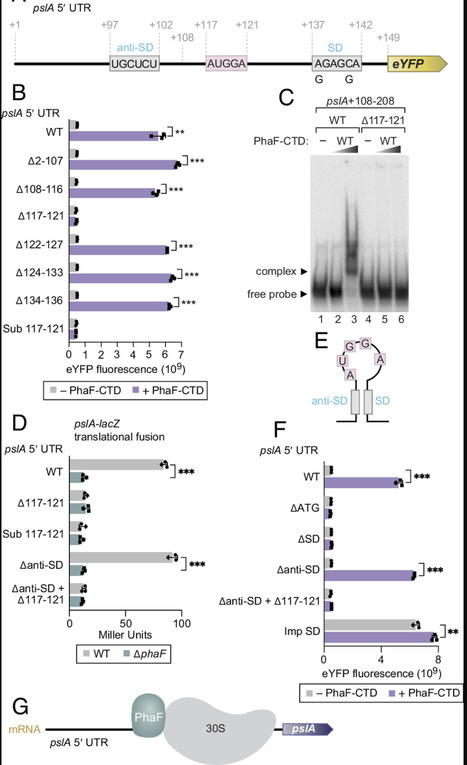 A bacterial translation activator with an intrinsically disordered RNA-binding region | pnas | RMH | Scoop.it