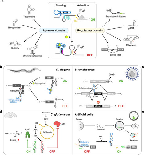 Beyond the niche - unlocking the full potential of synthetic riboswitches | Ncm | RMH | Scoop.it