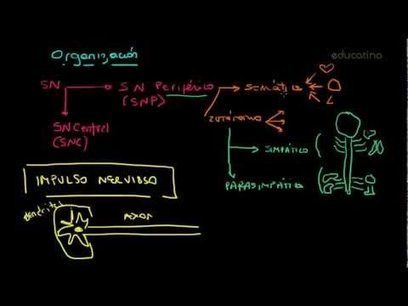 El sistema nervioso - Biolog&iacute;a - Educatina | Educaci&oacute;n Siglo XXI, Econom&iacute;a 4.0 | Scoop.it