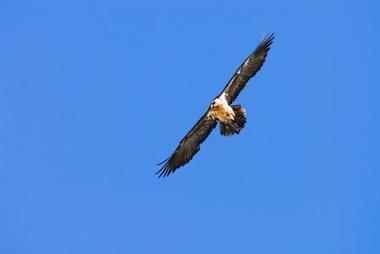 Le réseau des Casseurs d'os à Aulon les 14 et 15 juin 2014 | Vallées d'Aure & Louron - Pyrénées | Scoop.it