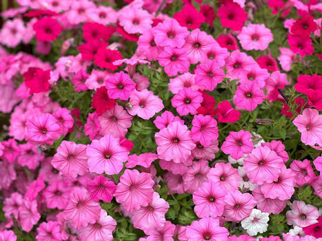 11 Plants That’ll Keep Flies Away All Summer Long | Best Backyard Patio Garden Scoops | Scoop.it