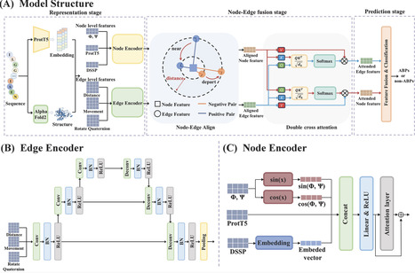 CLABP: a contrastive learning framework integrating protein language models and structural information for antibacterial peptide prediction | bft | RMH | Scoop.it
