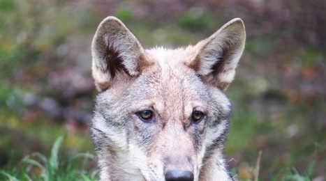 Le seuil de 500 loups atteint, Emmanuel Macron promet plus d'abattages | Biodiversit&eacute; | Scoop.it