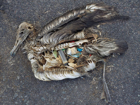 MIDWAY: BIRDS, SEA LIFE CONSUMING PLASTIC TO THEIR DEATH: THE GREAT PLASTIC TIDE | OUR OCEANS NEED US | Scoop.it