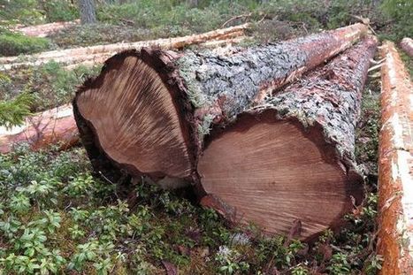 Suomen metsät ränsistyvät perillisten käsissä | 1Uutiset - Lukemisen tähden | Scoop.it