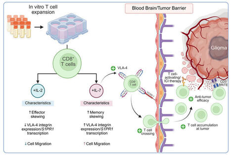 JCI - IL-7–mediated expansion of autologous lymphocytes increases CD8+ VLA-4 expression and accumulation in glioblastoma models | Immunology and Biotherapies | Scoop.it