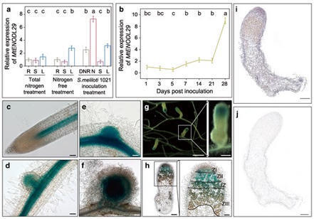 Early nodulin-like protein MtENODL29 inhibits nodule senescence in Medicago truncatula&nbsp; | Plant-Microbe Symbiosis | Scoop.it