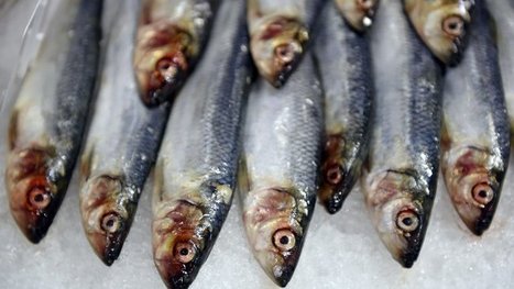 Pêcheurs et chercheurs travaillent ensemble, et s'intéressent à la sardine | HALIEUTIQUE MER ET LITTORAL | Scoop.it