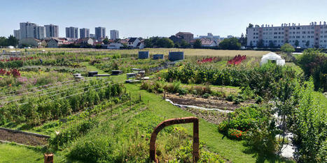 Les fermes urbaines, terres de salut des étudiants | Les Colocs du jardin | Scoop.it