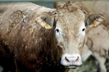 HAUT-LIEU - Une filière de viande bovine chez Auchan avec Cevinor et Bigard | La Gazette des abattoirs | Scoop.it