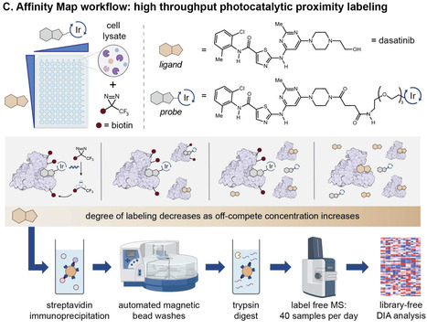 Global protein-ligand binding affinity profiling via photocatalytic labeling | Ncm | RMH | Scoop.it