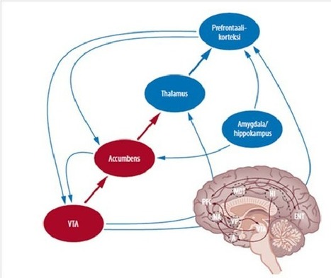 Déjame que te cuente – #neurociencia | El rincón de mferna | Scoop.it