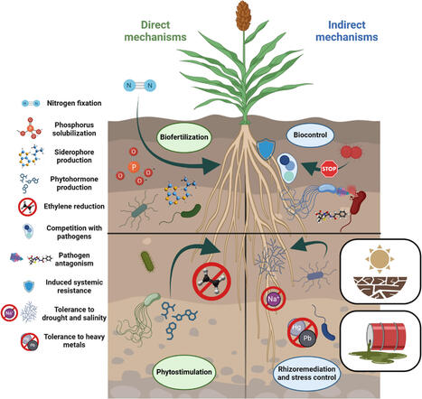 Emerging crops and plant growth-promoting bacteria (PGPB): a synergistic approach to climate-resilient agriculture | Mbm | RMH | Scoop.it