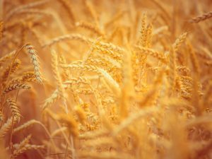 Microgrids and their connection to food, energy, the Ukraine war | Industry 411 - Waste Management | Scoop.it