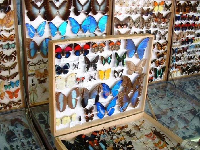 Bourse aux Insectes de Perpignan 31 janvier