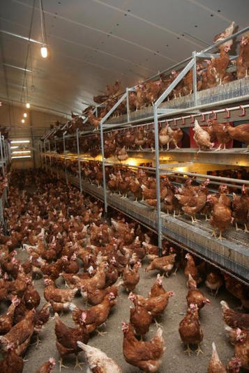 &laquo; Des lipides alimentaires pour plus d&rsquo;&oelig;ufs produits &raquo; : rentabilit&eacute; augment&eacute;e jusqu&rsquo;&agrave; 100 semaines avec des rations r&eacute;duites en &eacute;nergie | SCIENCES DE L' ANIMAL | Scoop.it