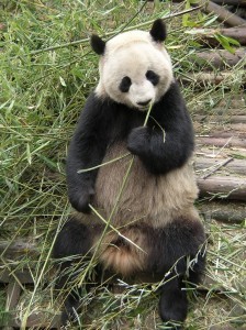 Is Google Panda Munching On Ad Revenues? | Google Penalty World | Scoop.it