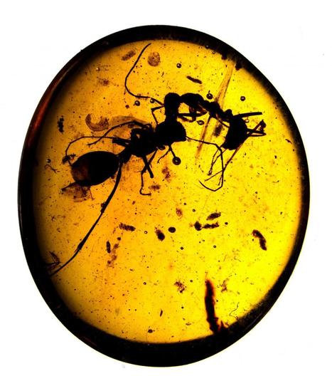 De l'ambre daté de 100 millions d'années témoigne des plus anciennes sociétés animales / 100-mllion-year-old amber preserves oldest animal societies | EntomoNews | Scoop.it