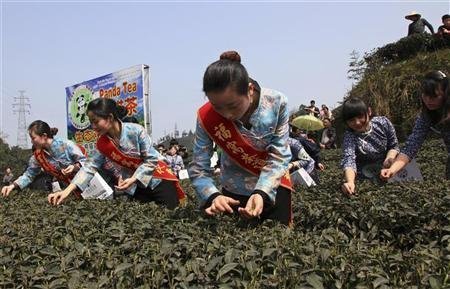 Le thé le plus cher du monde pousse dans les excréments de panda | Mais n'importe quoi ! | Scoop.it