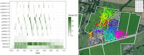 Les colliers GPS et l'intelligence artificielle, des outils pour garantir la traçabilité des bovins au pâturage | Lait de Normandie... et d'ailleurs | Scoop.it