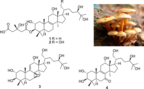Lanostane Triterpenoids from the Mushroom Naematoloma fasciculare | Natural Products Chemistry Breaking News | Scoop.it