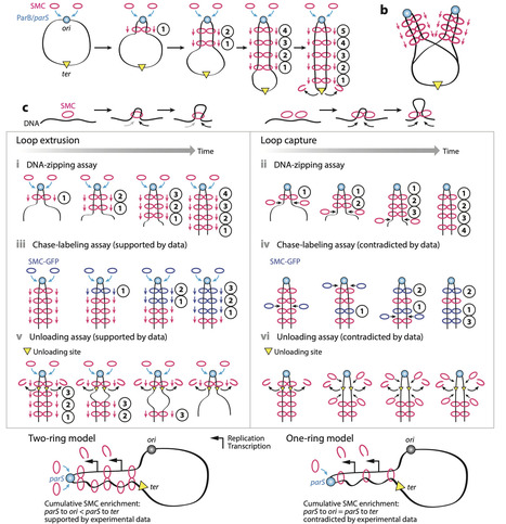 Structural Maintenance of Chromosomes Complexes in Bacteria | anR | RMH | Scoop.it