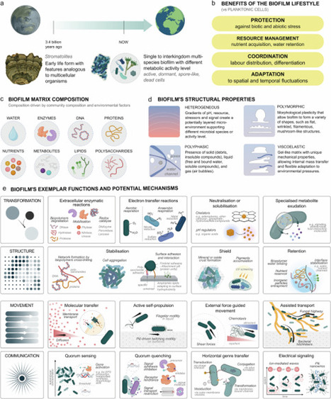 Biofilms: from the cradle of life to life support | npj | RMH | Scoop.it
