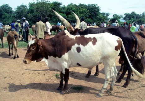 TANZANIA | Mobile data helps herders get ahead of markets, weather | Climate Change & DRR in East Africa | Scoop.it