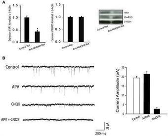 Frontiers | Neuronal NMDAR Currents of the Hippocampus and Learning Performance in Autoimmune Anti-NMDAR Encephalitis and Involvement of TNF-α and IL-6 | Neurology | AntiNMDA | Scoop.it