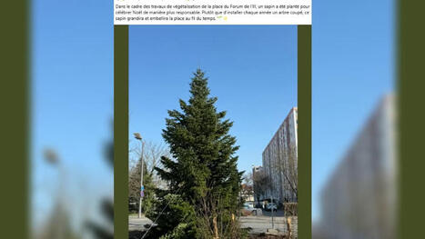 Bas-Rhin: la ville d'Illkirch-Graffenstaden se dote d'un sapin de Noël "durable" | Alsace Actu | Scoop.it