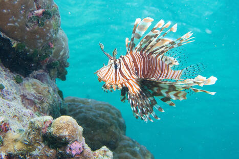 Une analyse des discussions en ligne sur les esp&egrave;ces exotiques envahissantes | Biodiversit&eacute; | Scoop.it